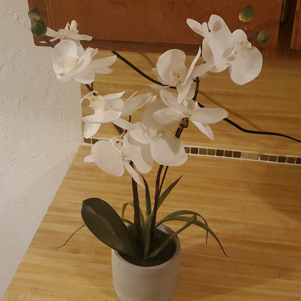 House decor plant